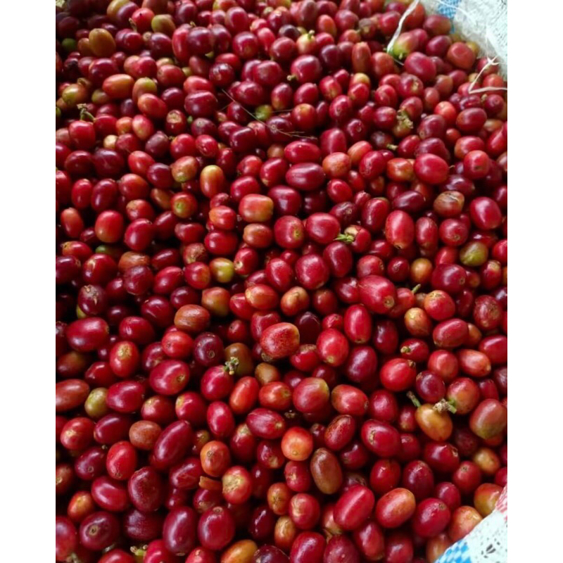 

gayo glondong merah