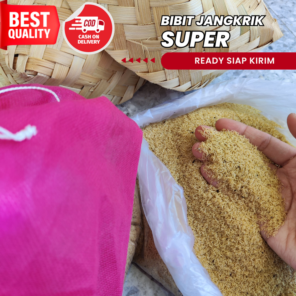 Jual Telur Jangkrik Alam Telur Jangkrik Cliring Surabaya jual telur jangkrik alam madu kualitas ungg