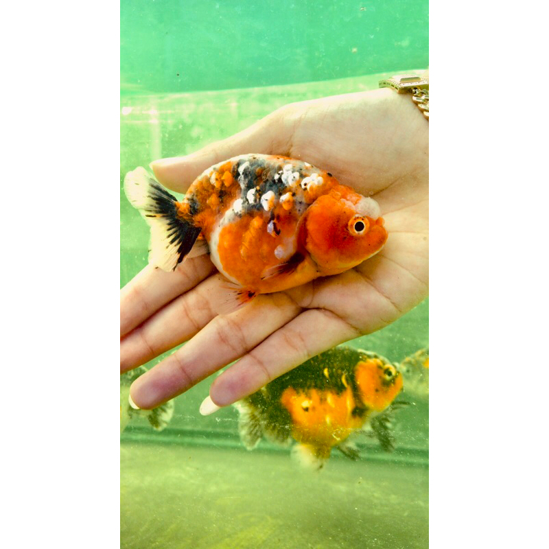 Ranchu Calico
