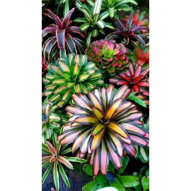 

Bromelia