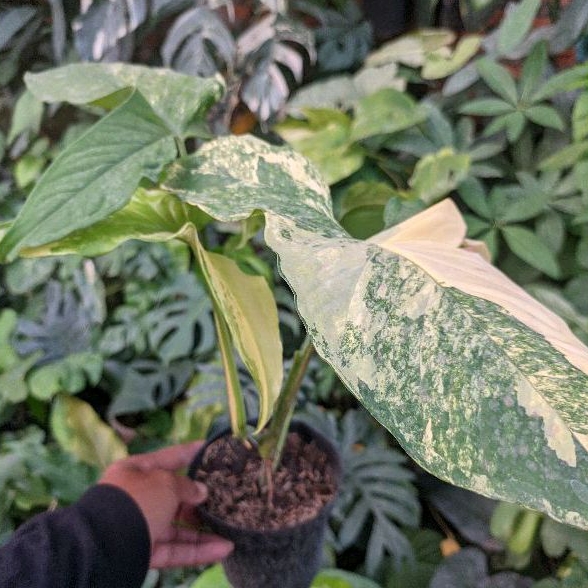 Syngonium Varigata Aureum / Varigata Kuning