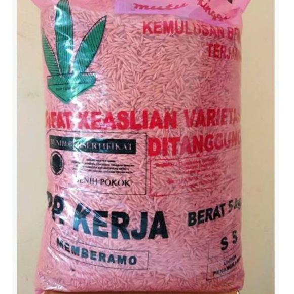 Benih Bibit Padi Varietas Membramo ORIGINAL