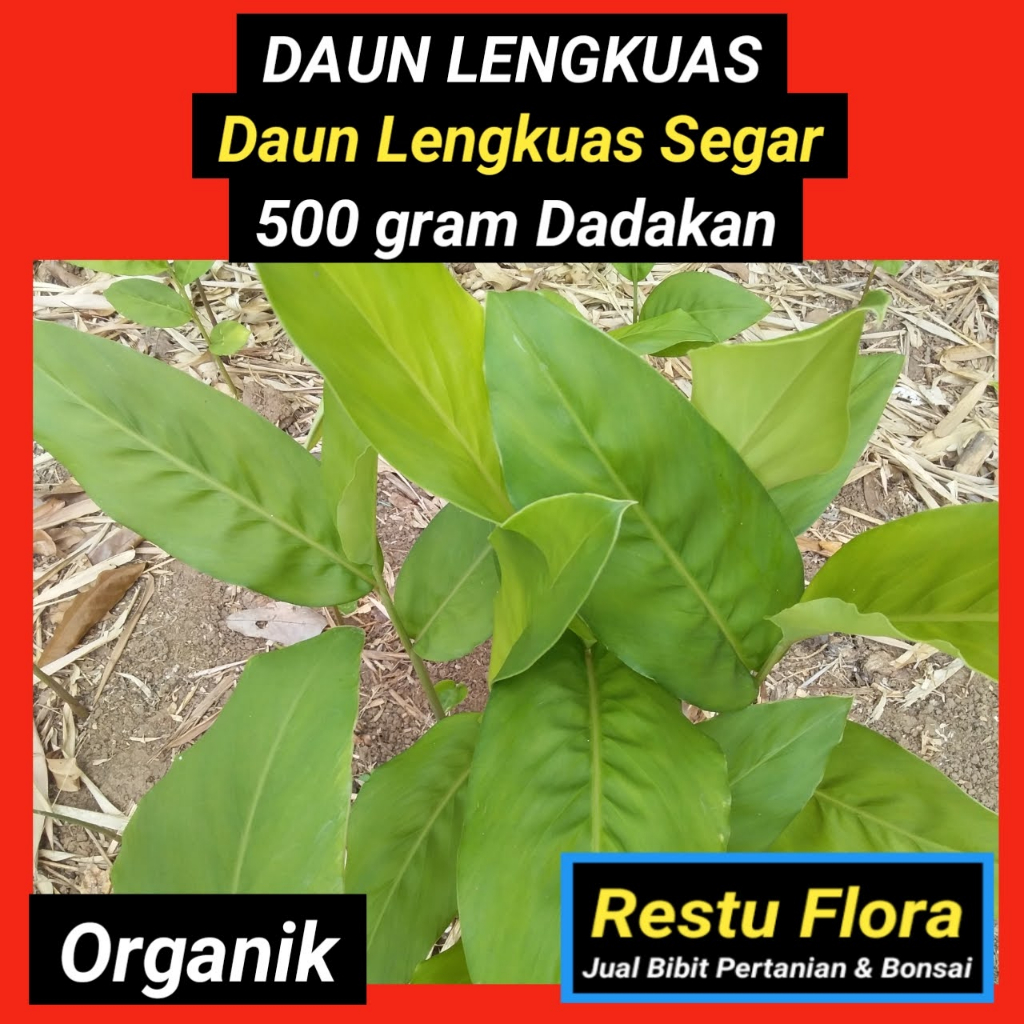 

Daun LENGKUAS Segar Organik 500gram