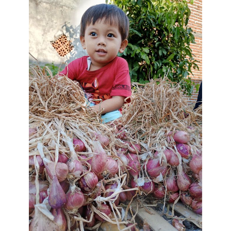

bawang merah Thajuk