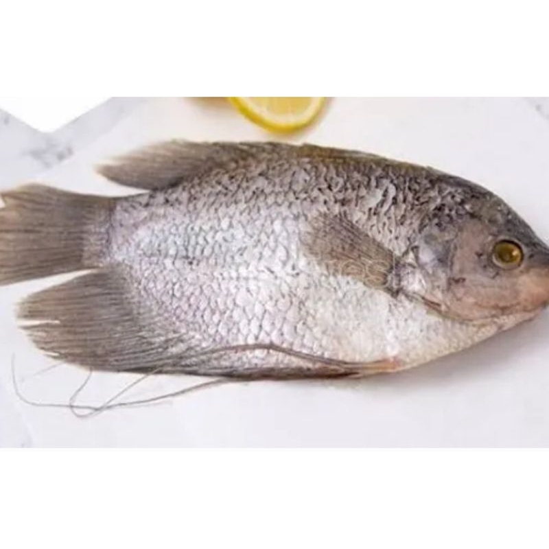 

Gurame Freezy Fresh (Non Hidup)