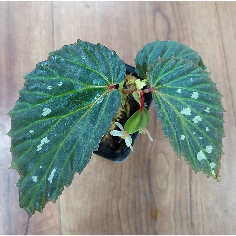 Begonia sp. Mantuk
