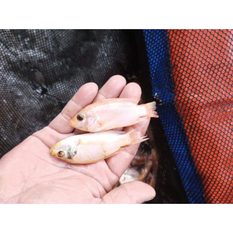 Bibit ikan nila Bangkok monosex size 5-6cm