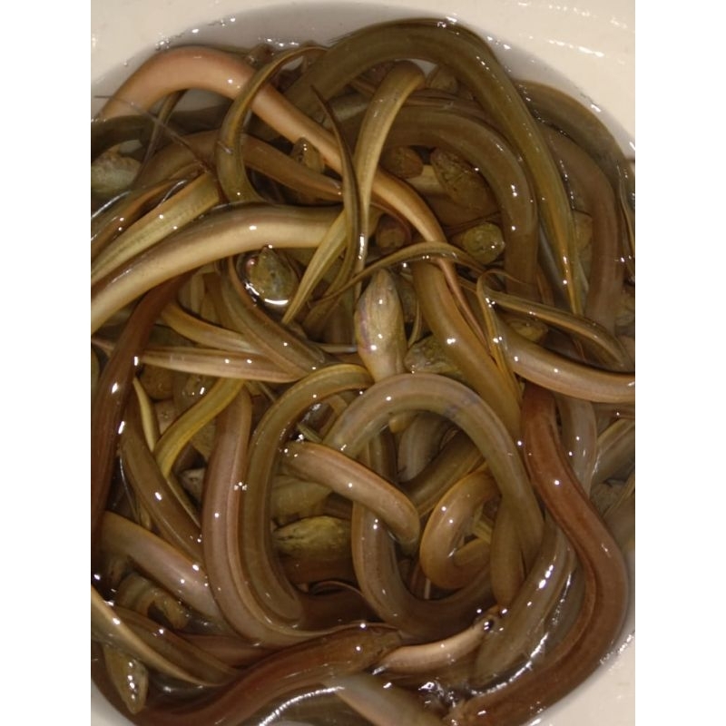 

belut sawah 1/2 kilo