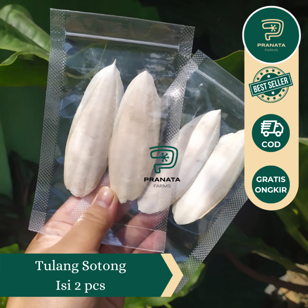 

Tulang Sotong Mini (1 pack isi 2 tulang sotong ) Asinan Cangkang Cumi Pakan Burung Gecko Reptil Kura Merpati Sotong Kalsium