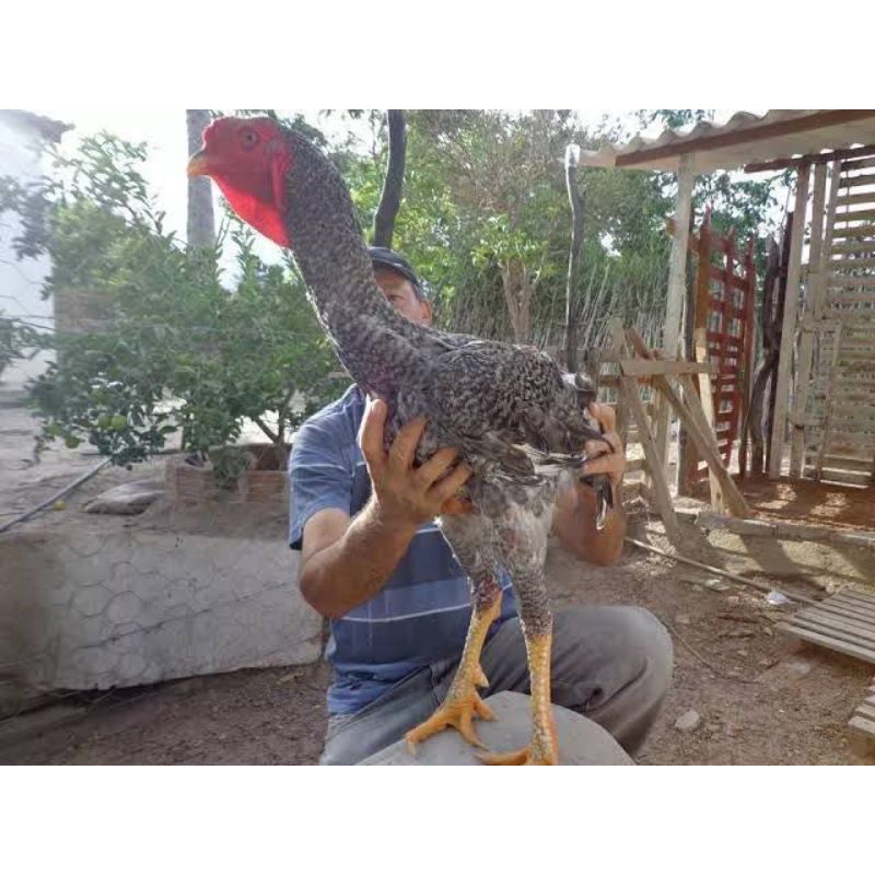 TELUR AYAM INDIO GIGANTE UNTUK DI TETASKAN