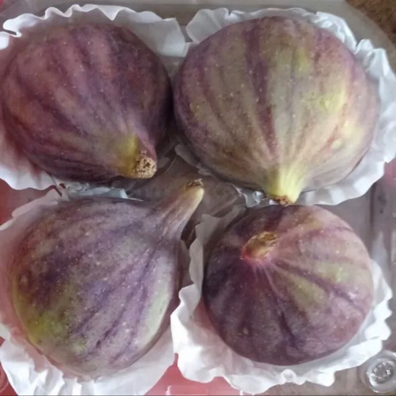 

Buah Tin Import Turkey Isi 4 Pcs / Pack