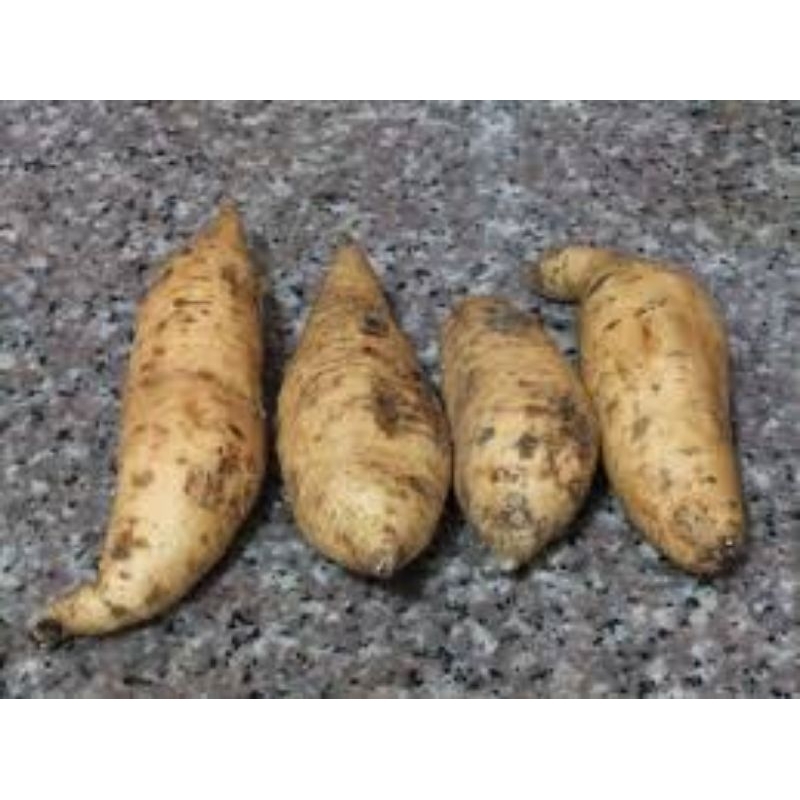 

ubi bakar cilembu umi