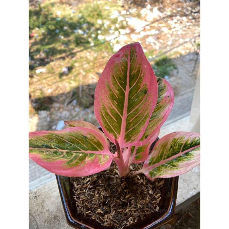 aglonema Lotus Delight