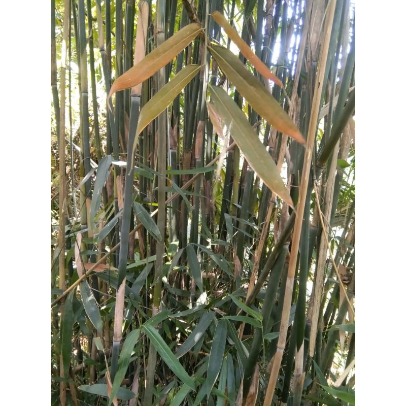 Bambu tamiang super 100 cm tanpa ruas
