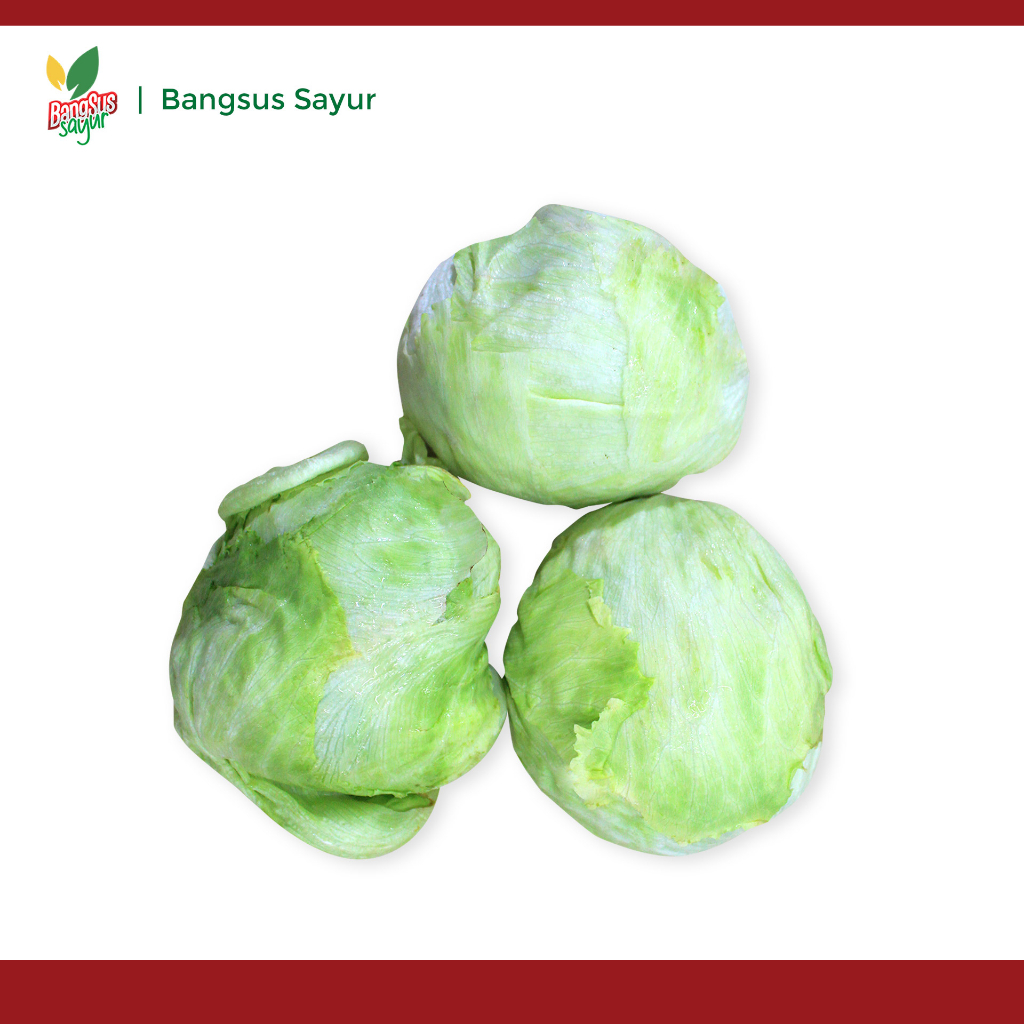 

Lettuce 500Gr Segar Murah