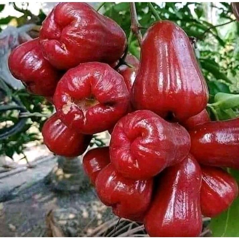 bibit jambu air citra jumbo,batang besar hasil cangkok sudah pindah polibag 6 bulanan tinggi 1 meter