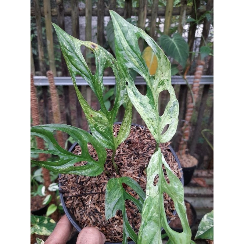 JANBOL VARIGATA LOKAL/MONSTERA ADANSONII VARIGATA