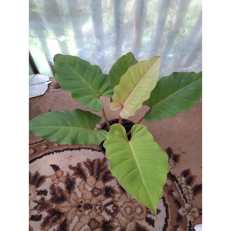 PHILODENDRON SNOWDRIFT