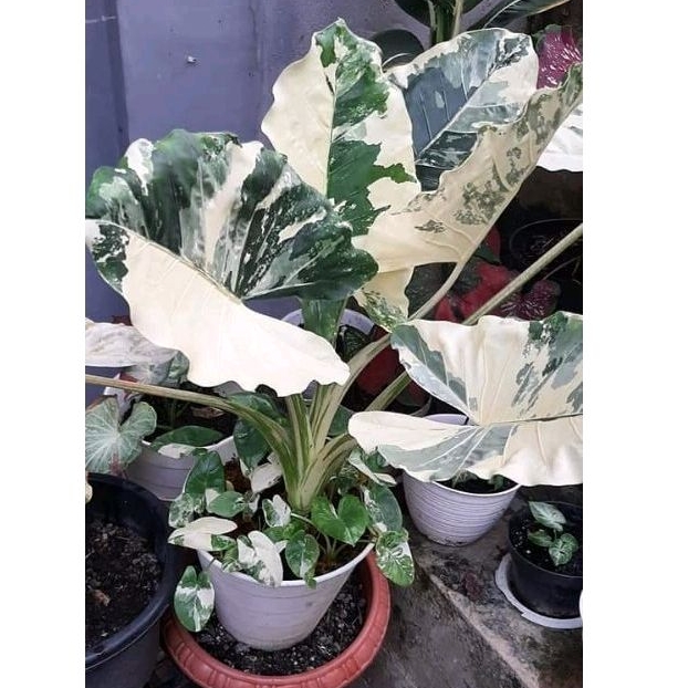 Sente macrohisa varigata / Sente Albo Varigata