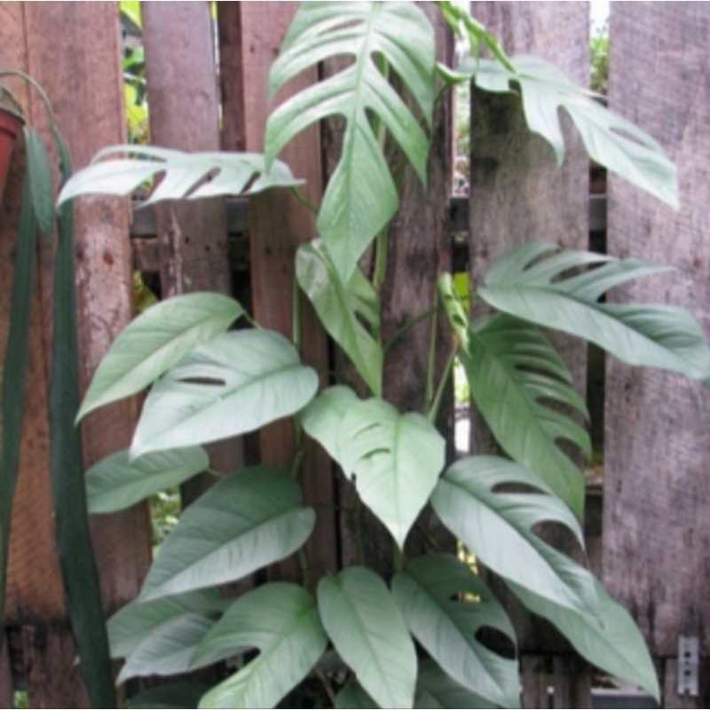 Tanaman Hias Monstera Cebu Blue Epipremnum Philodendron Cebu Blue
