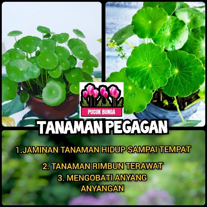 Tanaman Herbal Pegagan Air Bibit Tanaman Daun Pegagan Antanan