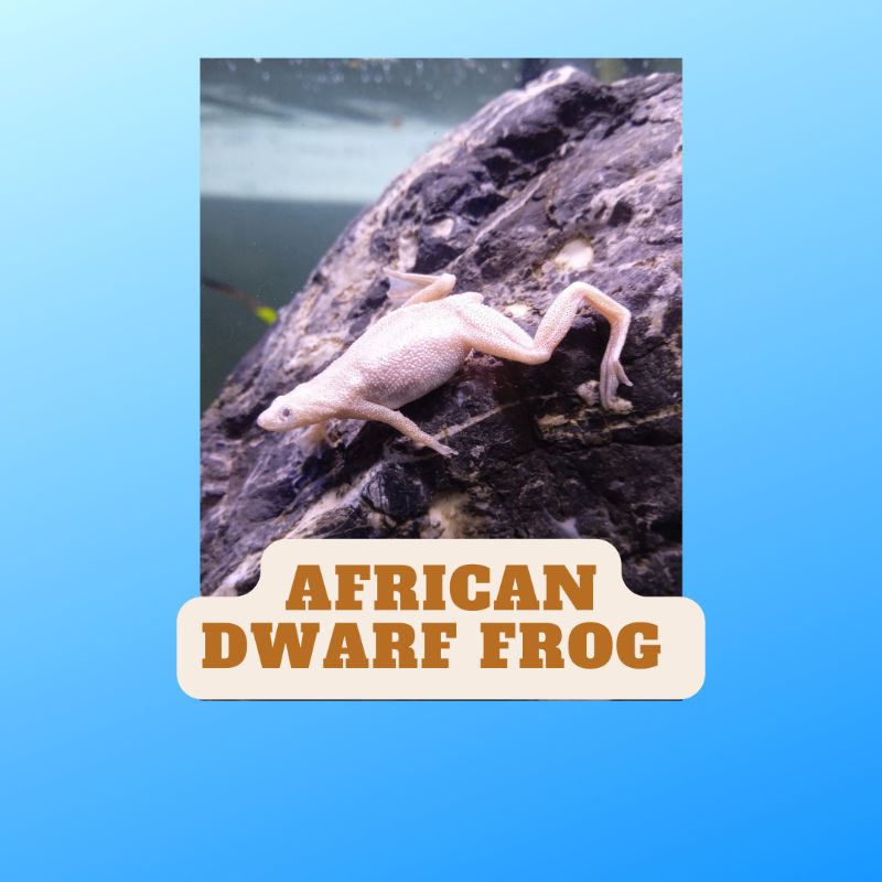 African dwarf frog albino full aquatic aquascape paludarium