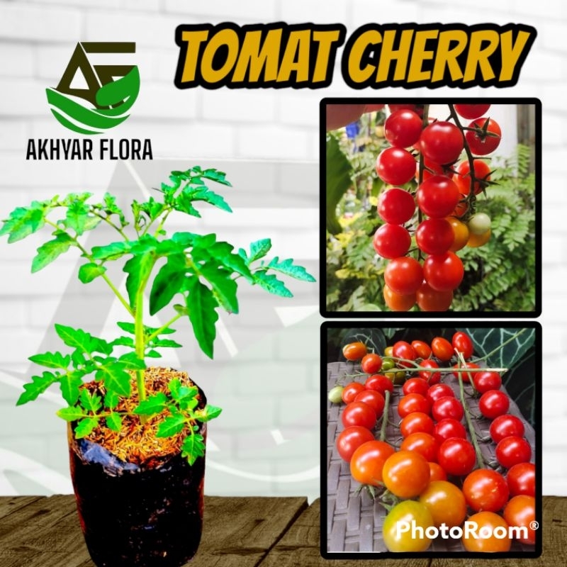 Tanaman Tomat Cherry Bibit Tomat Cery Ceri