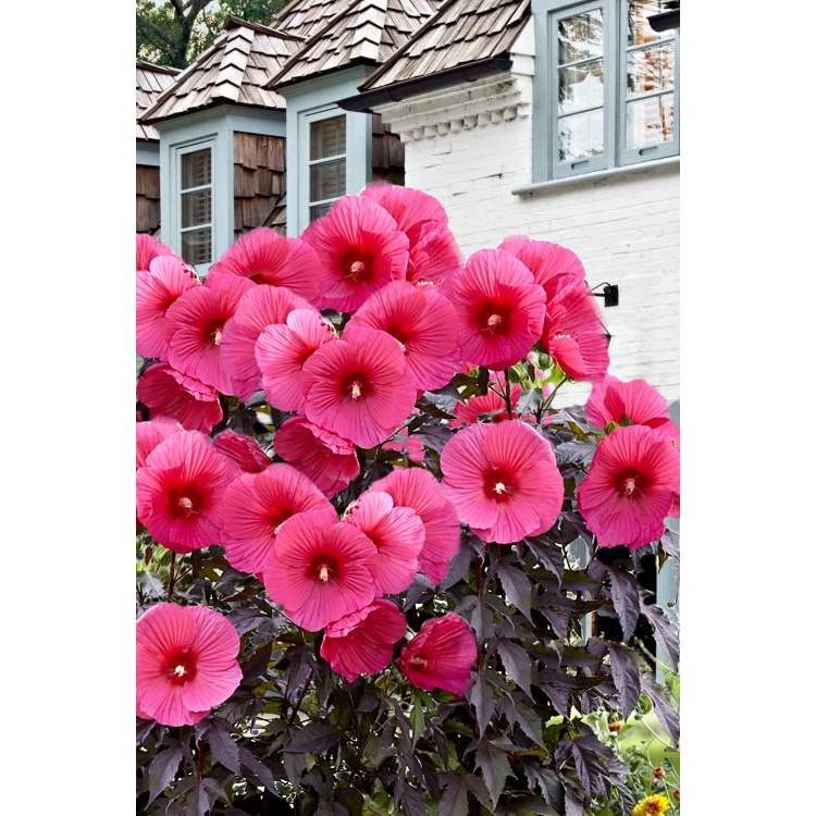 Benih Bibit Biji - Giant Hibiscus Luna Mix Color Bunga Sepatu Jumbo Campuran Flower Seeds - IMPORT