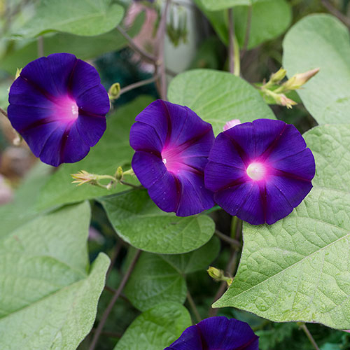 Benih Bibit Biji - Bunga Morning Glory Grandpa Ott's Flower Seeds - IMPORT