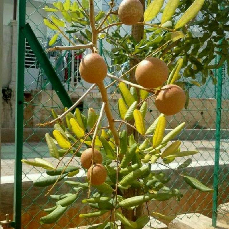 Pupuk Booster Organik Kelengkeng Pelebat buah kelengkeng agar cepat berbuah