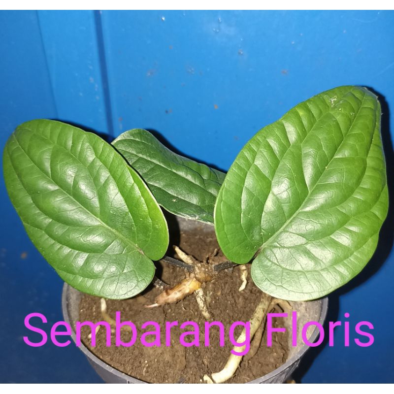 Anthurium Radicans Spesies/ Anthurium Radicans ORI/ Anthurium Sirih Radicans Sp
