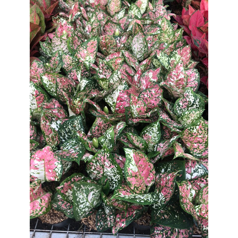 Aglaonema Tri Colour