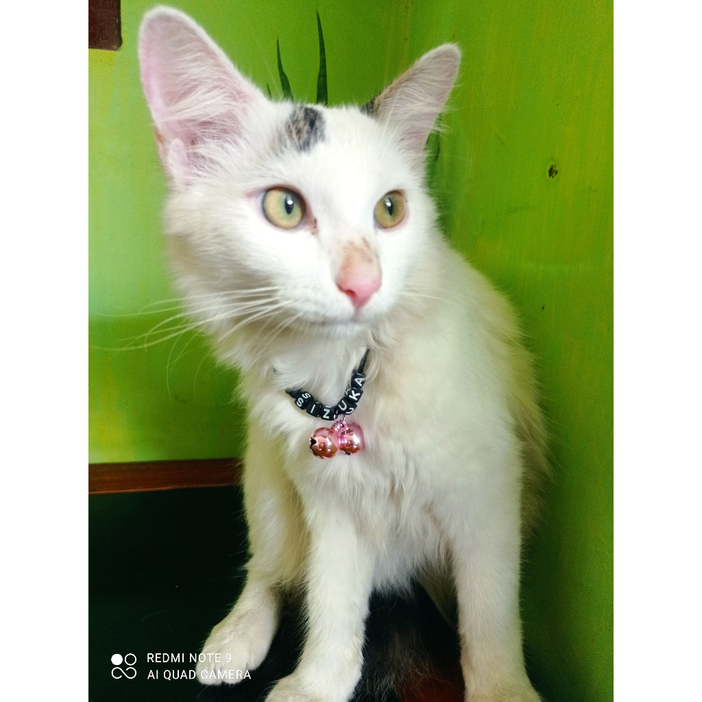 KALUNG KUCING CUSTOM NAMA FREE LONCENG ,kalung anjing , kalung musang , kalung mamaliat