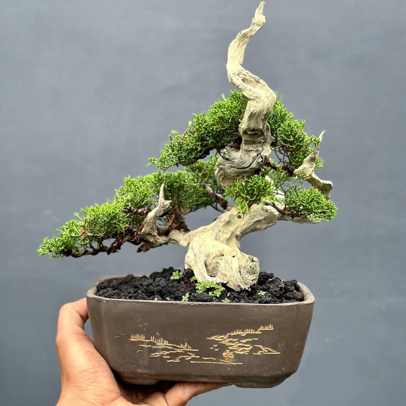 bonsai cemara sargenti tanuki real foto siap pajang bonsai cemara sargenti
