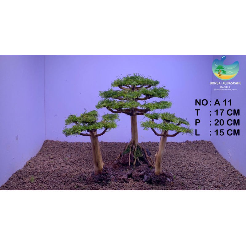 Bonsai Aquascape siap pakai Bonus mos. Free Packing Kayu