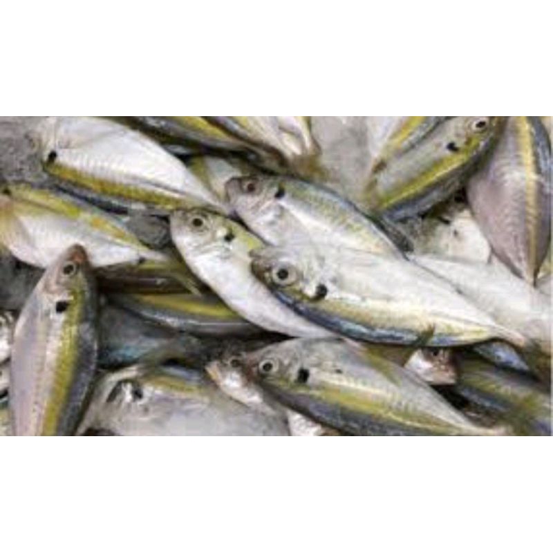 

ikan selar segar 500gr