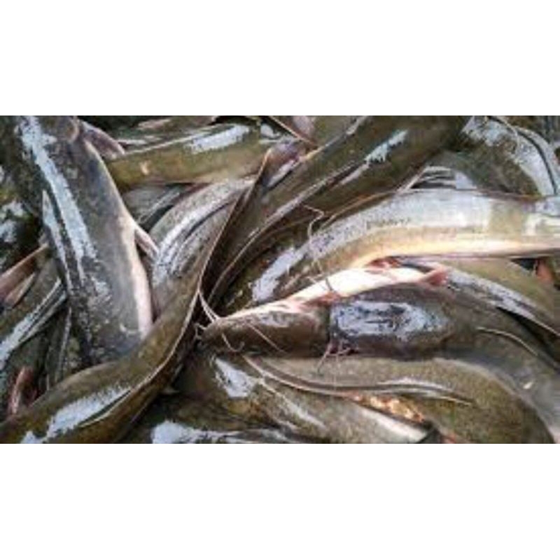 

ikan lele segar 500gr