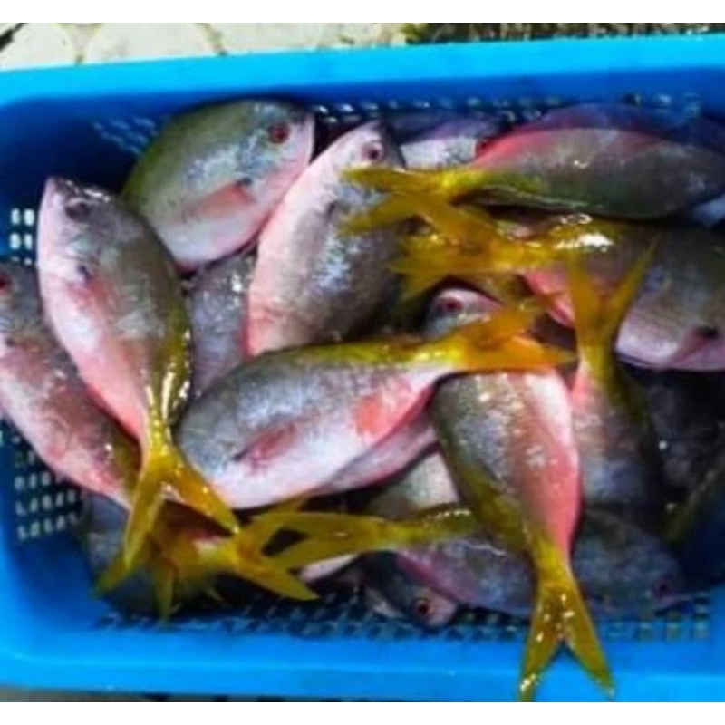 

ikan ekor kuning segar 500gr