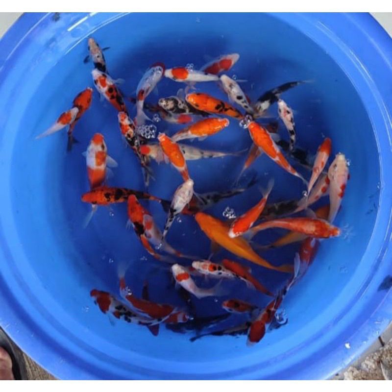 paket hemat koi warna grade A, SZ 10CM, 6ekor sanke,tancho,kohaku,sowa.-MIX