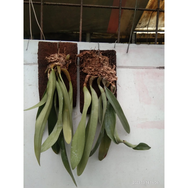 Anggrek Bulbophyllum Phalaenopsis | Anggrek Dasi