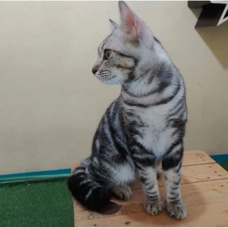 Kucing Male American Shorthair for Adopt Not BSH British Short Hair
