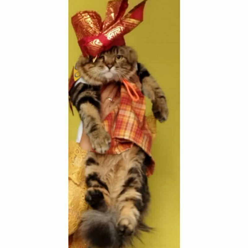 baju kucing adat bali...udeng bali