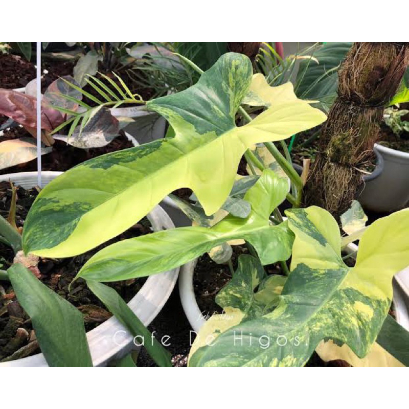 tamanan FSD  berkawat meletek