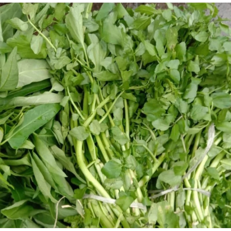 

sayur paret segar 1 ikat