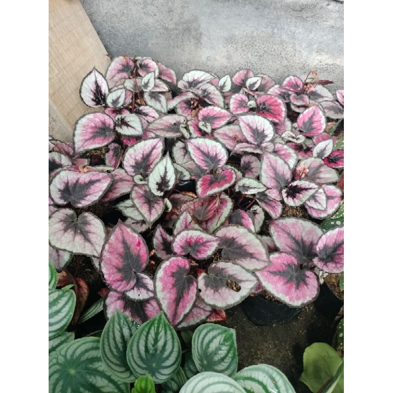 TANAMAN HIAS BEGONIA REX PINK