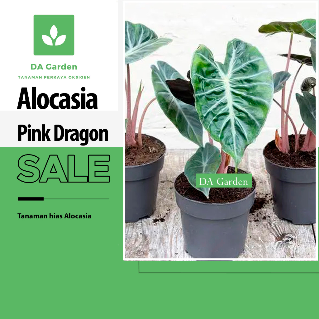[DA GARDEN] Alocasia Pink Dragon/Tanaman Hias Alocasia