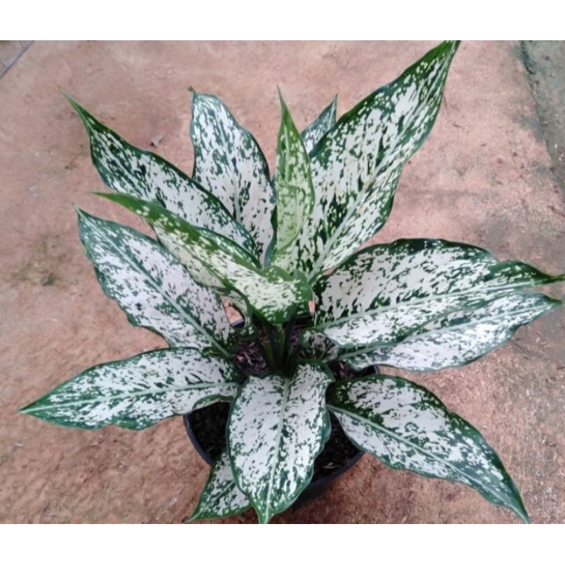 AGLONEMA snowaith indukan