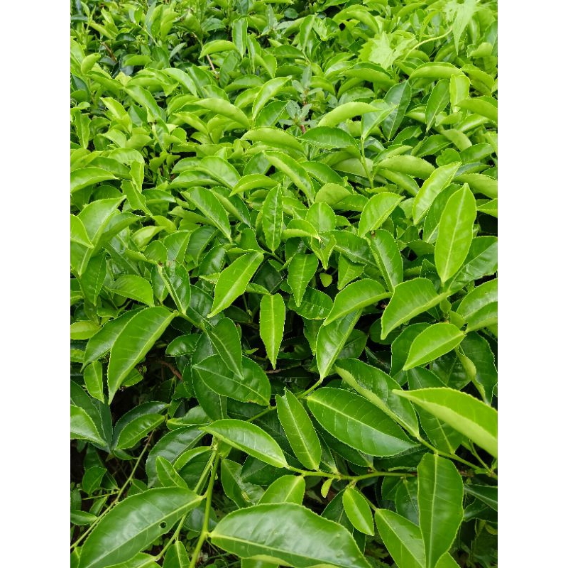 

Peco super, Green Tea asli Ciwidey Netto 1.000 gr