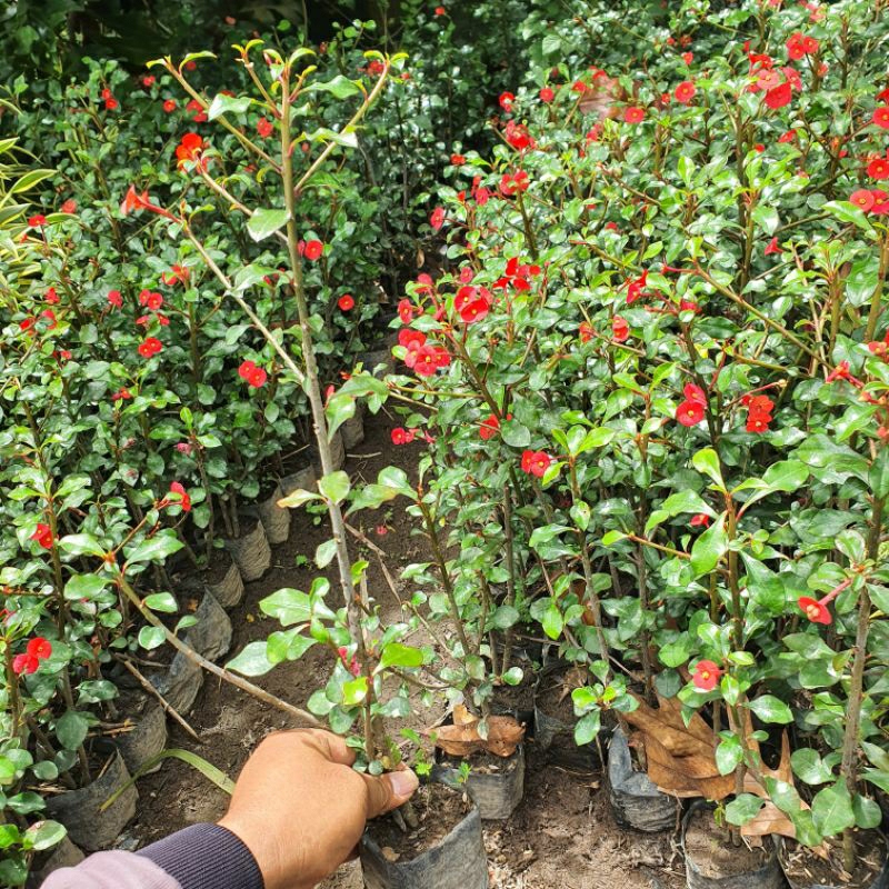 Bibit Bunga Euforbia Tanpa Duri Euphorbia geroldii