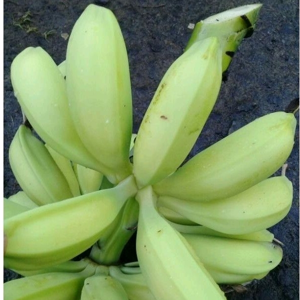 

Paket 1 kg buah pisang batu muda segar